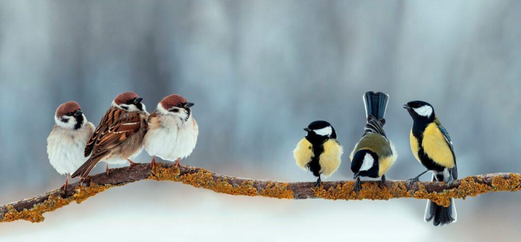Vögel auf einem Ast im Winter