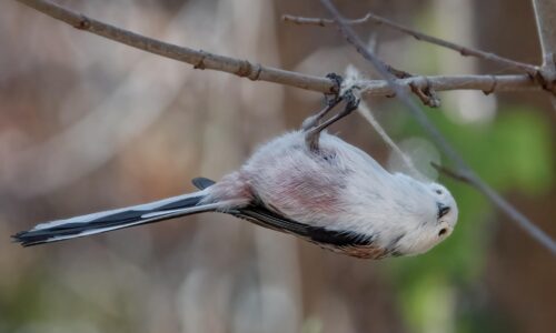 So wirst du zum Naturbeobachter in Ihrem Garten