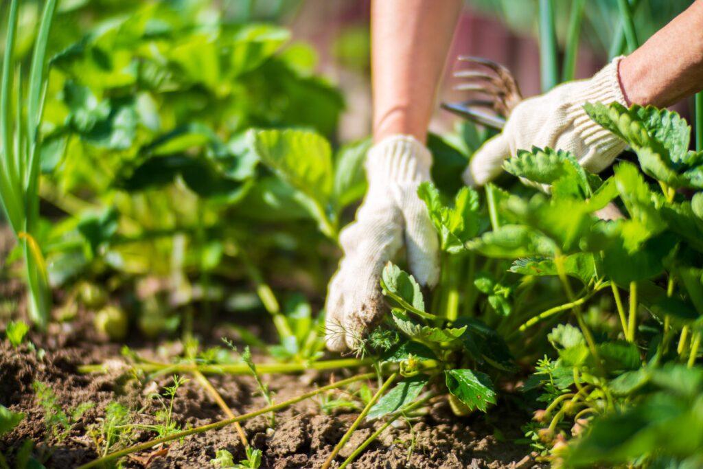 Der Bauer kümmert sich um die Pflanzen im Gemüsegarten auf dem Bauernhof. Konzept des Gärtnerns und der Bepflanzung. Landwirtschaftliche Pflanzen wachsen in den Beeten.
