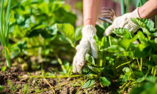 Nachhaltigkeit im Garten:  Wie du deinen Garten klimafreundlich gestaltest
