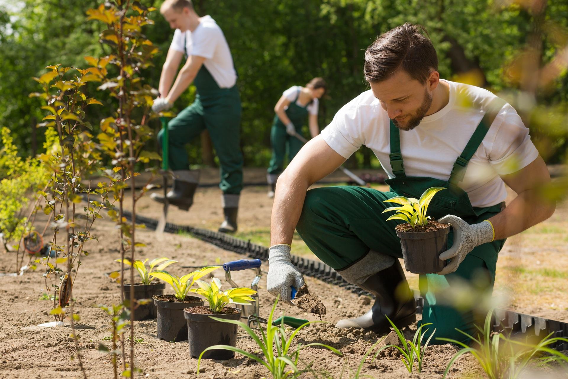 Gärtner setzt junge Pflanzen ins Beet | Gartenbau Wiesloch