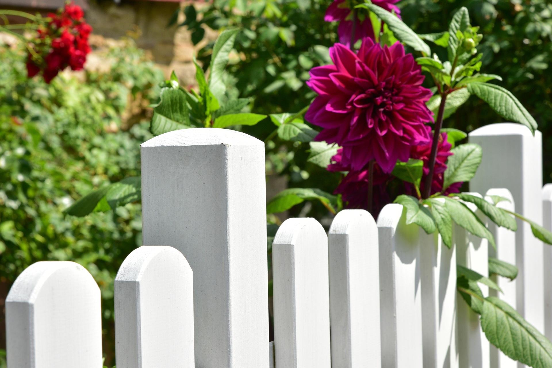 Weisser Lattenzaun mit Dahlienblüten | Absperrgitter Garten