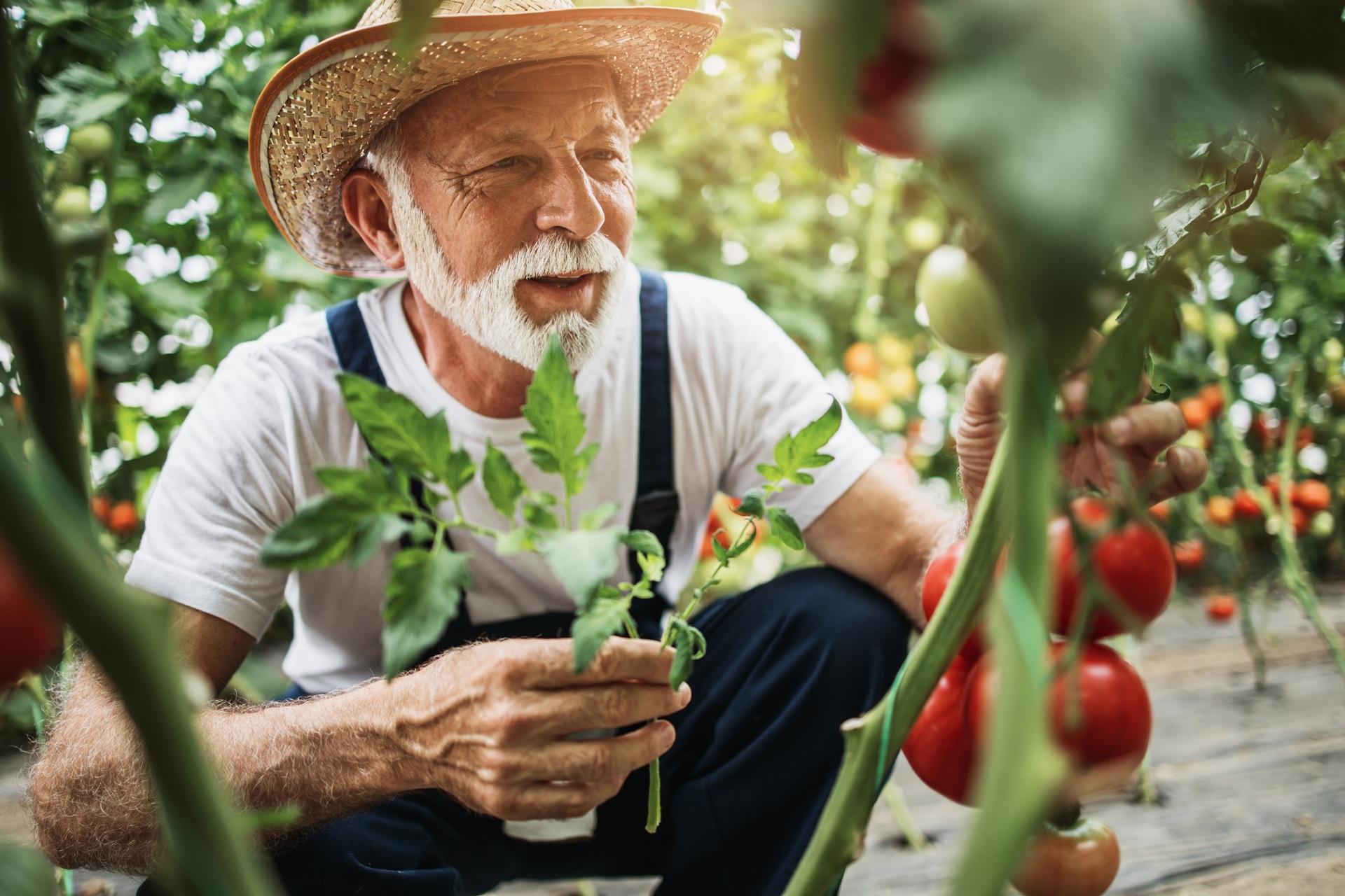 Älterer Mann erntet reife Tomaten im Gewächshaus | Pflegehelfer Frankfurt