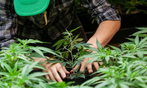 Moderate Pflanzenhöhe, starke Ernte: So gelingt kontrollierter Anbau mit hoher Qualität